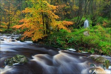 Herbstfarben an der Hoegne