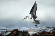 Sanderling