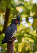 Palmenkakadu (Probosciger aterrimus)