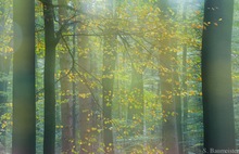 Herbst-Nebelwald