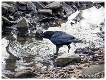 Kolkrabe an der Wasserstelle