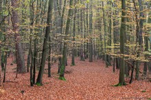 Nationalpark Kellerwald