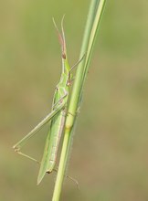 Nasenschrecke (Acrida ungarica)