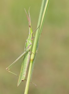 Nasenschrecke (Acrida ungarica)