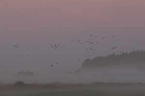 Morgengrauen