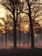 Sonnenaufgang im Vorster Feld bei Wachtendonk (Niederrhein)