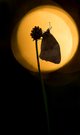 Shadow