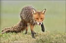 Armer Fuchs