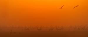 Nochmal Kraniche im Nebel