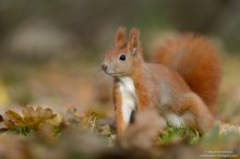 Eichhörnchen (Sciurus vulgaris)