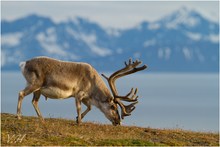 ~Spitzbergen-Ren (Rangifer tarandus platyrhynchus)~