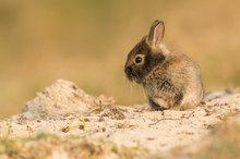 Wildkaninchen