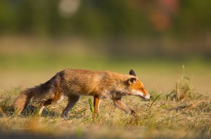 Ist Fuchsjagd ein geeignetes Mittel, um bedrohten Tierarten zu helfen?