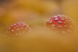 Herbstfarben