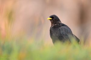 Alpendohle (Pyrrhocorax graculus)