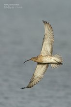 Großer Brachvogel