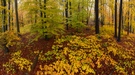 ~ Herbst in seinen schönsten Farben ~