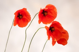 Poppies in the wind.