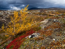 Auf dem Saltfjellet