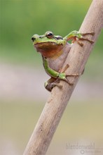 Europäischer Laubfrosch