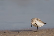 Bilder von mir machen? Du hast wohl einen Vogel !