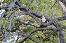 Schreiseeadler