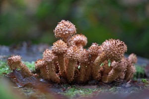 Kleine Strubbelköpfe