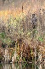 S-UHU-chbild....