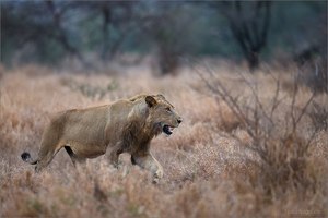Nach durchbrüllter Nacht