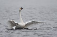 Zwergschwan, einsamer Rufer