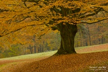 Die alte Buche im Park