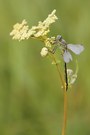 Westliche Keiljungfer (Gomphus pulchellus)