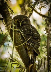 Morepork (Doku)