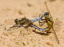 Blaupfeil-Liebe im Sommersand...