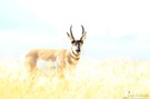 Pronghorn mal etwas anders