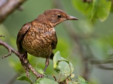 Dem Charly Amsel seine Frau...