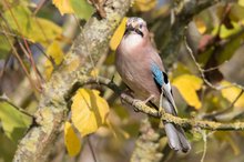 Im bunten Herbstlaub