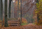 Herbstweg im Tegeler Forst in Berlin