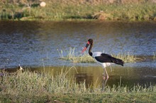 Sattelstorch am Boteti River