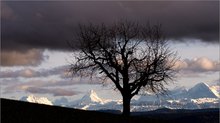 Baum und Berner Alpen