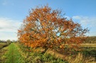 Baum im Herbstkleid