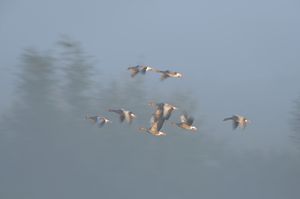 Gänse