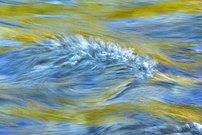 Kleiner Wasserdrache