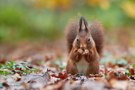 Herbstfarben - Autumn Colors