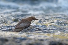 Unerschrockener Taucher