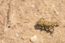 Bufo calamita