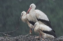 Störche im Regen