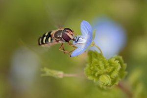 Schwebfliegenbesuch