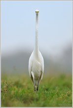 Silberreiher (Casmerodius albus)