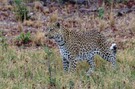 Leopard im Moremi-Wildreservat